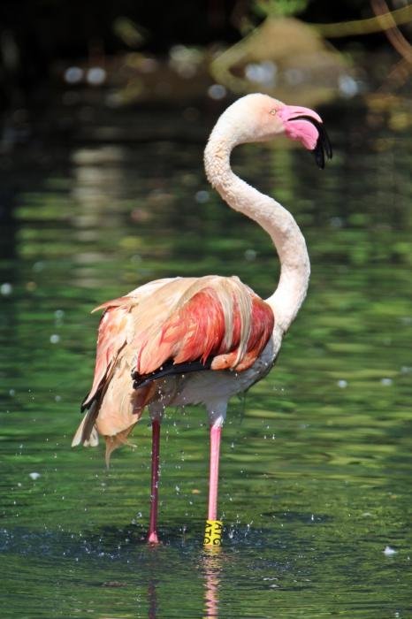 foto. Gdański Ogród Zoologiczny