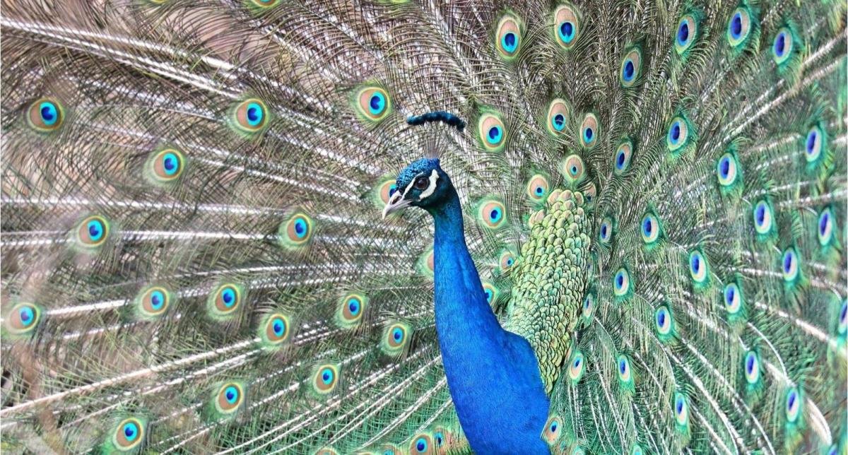 Zoo di Danzica