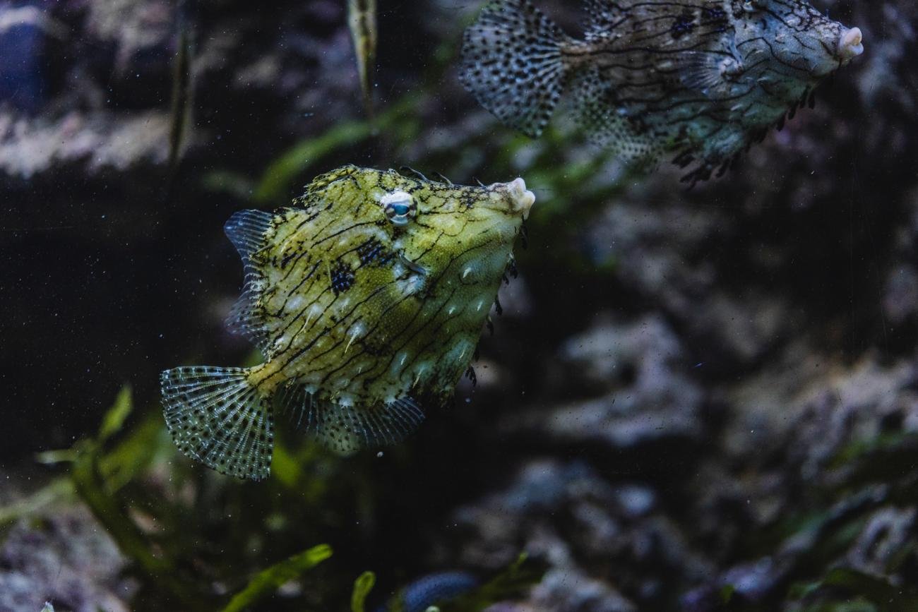 foto. Akwarium Gdyńskie 