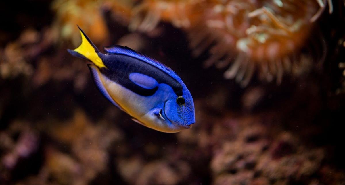 Acquario di Gdynia (Gdynia Akvarium)